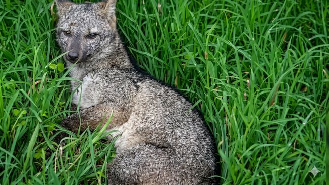 El cachorro fue hallado en la banquina de la avenida. Marcos Briolini.
