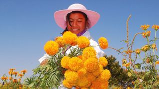 El origen de regalar flores amarillas el 21 de marzo
