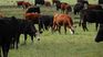 Japan began consultations for carbon neutral meat from Uruguay. Japan began consultations for carbon neutral meat from Uruguay.