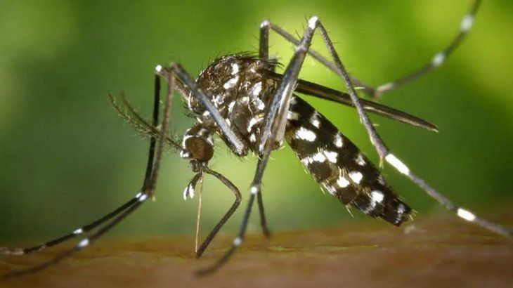 Mosquitoes Mosquitoes