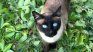 If you think your cat needs pheromone treatment, consult a veterinarian. 