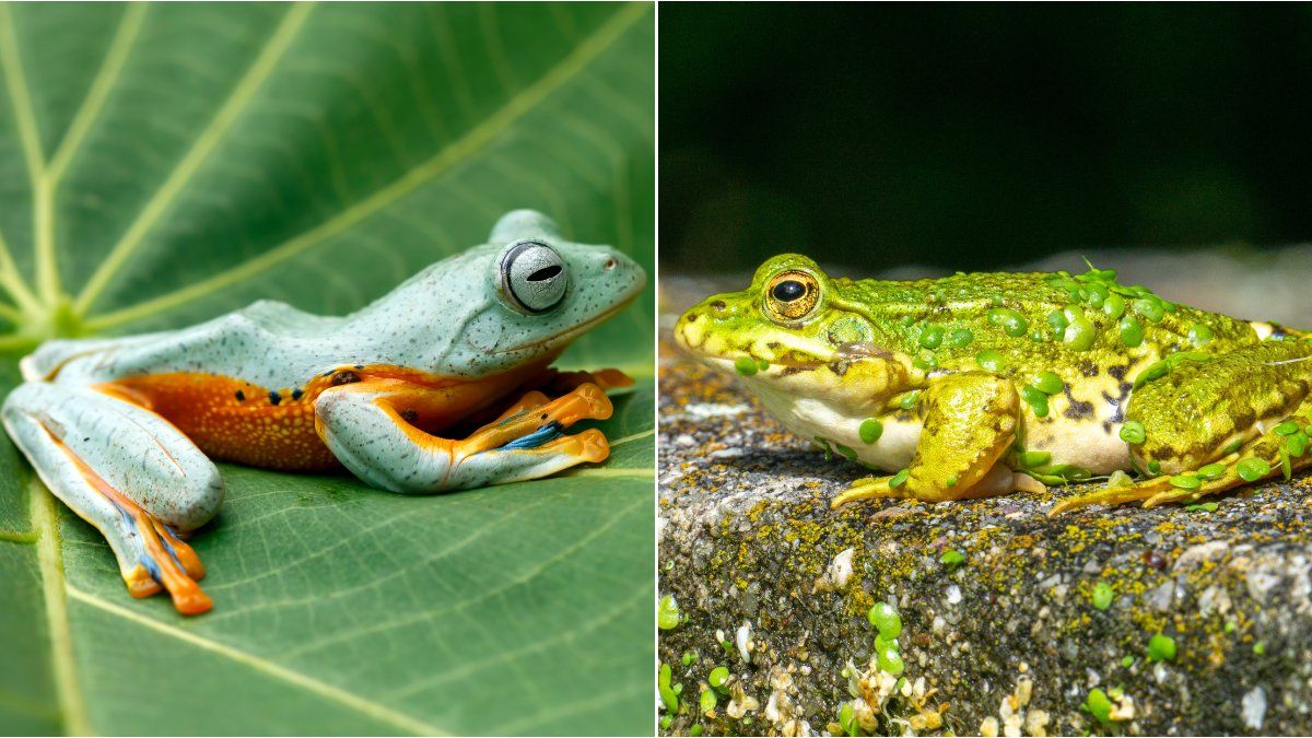 Are frogs and toads the same? the differences to be able to identify each one