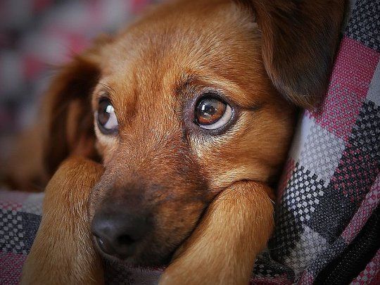 perro y mantita_1000.jpg