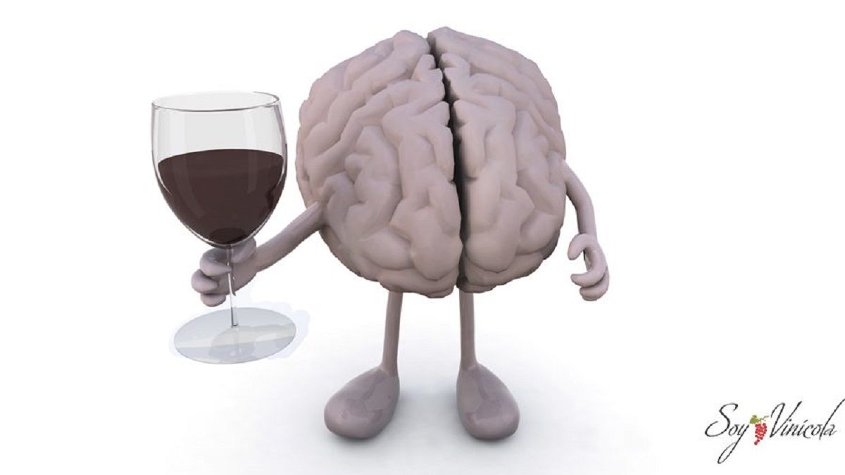 Brain: they assure that two glasses of wine improve their performance