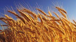 Wheat producers expect a record harvest in the 2025/26 cycle.