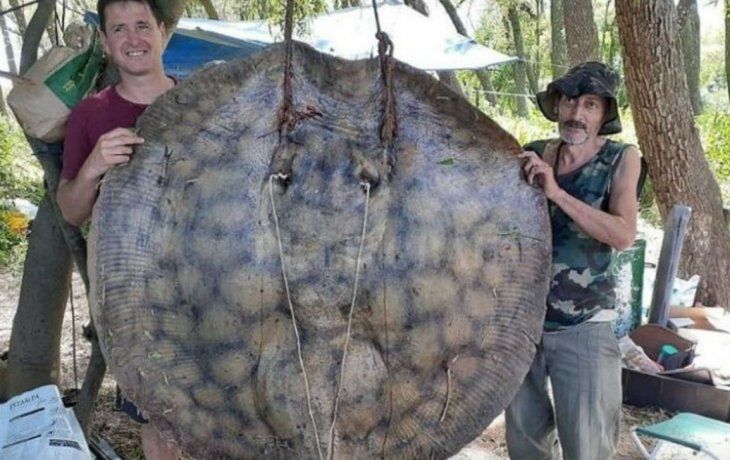 pescaron una raya de mas de 150 kilos en el rio parana
