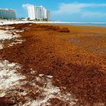 Sargazo invade a Quintana Roo.