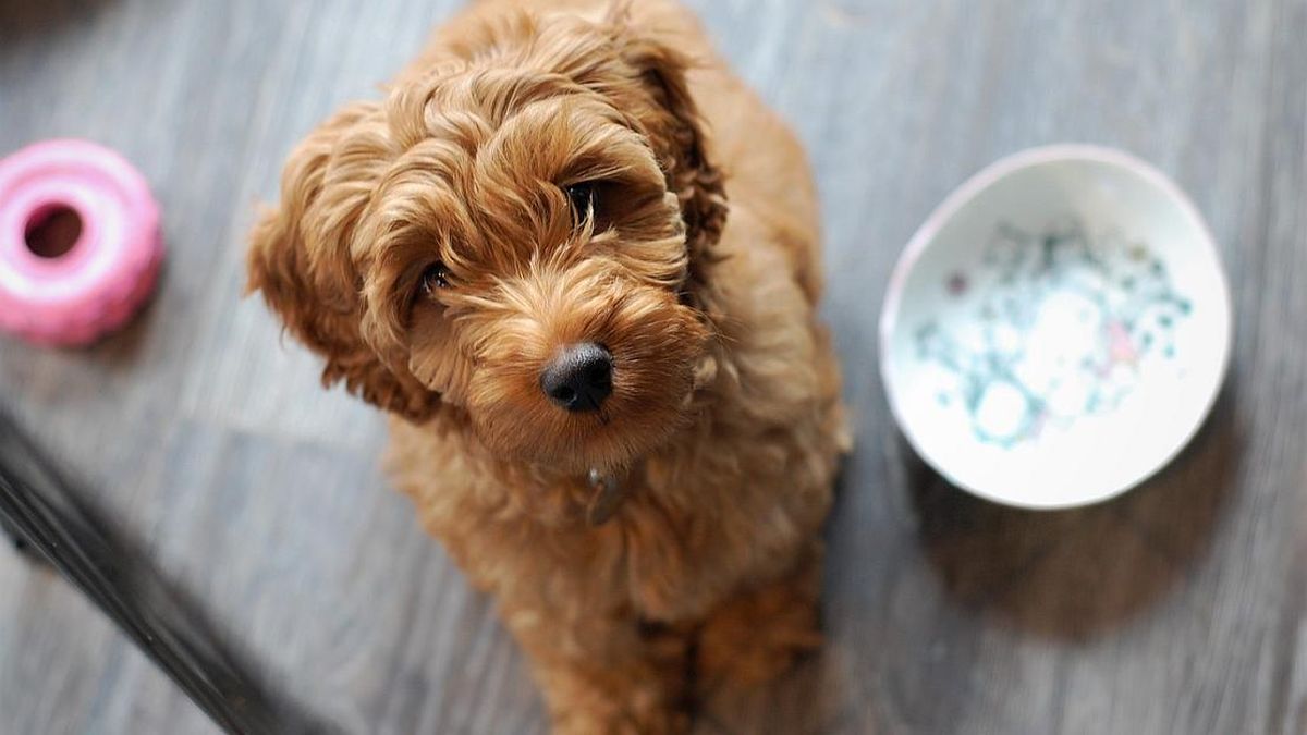 cuantos criadores de perros hay en estados unidos