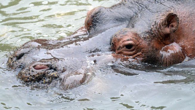 Murió Hipólito, el hipopótamo del Bioparque de La Plata.
