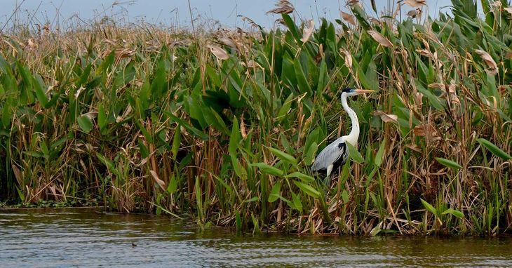 Un refugio natural para especies en peligro y un modelo de conservación en Argentina. Un refugio natural para especies en peligro y un modelo de conservación en Argentina.