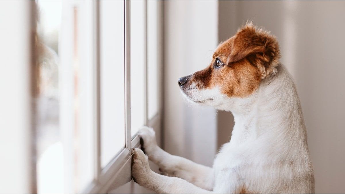 What is the maximum of hours that you can leave your dog only according to the specialists