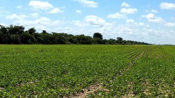 La participaci&oacute;n de las exportaciones agr&iacute;colas, en el total de ventas al exterior, lleg&oacute; al 43% en once meses de 2019.