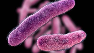 Preocupación por las bacteria Shigella. Preocupación por las bacteria Shigella.