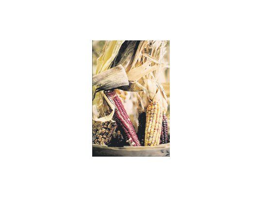 La sequía provocada por el fenómeno climático denominado La Niña perjudica el desarrollo del maíz en varias regiones del país, según indicó al Panorama Agrícola Semanal de la Bolsa de Cereales de Buenos Aires.