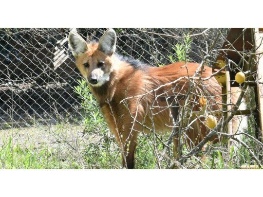El ejemplar pertenece a una especie amenazada y fue encontrado en la localidad bonaerense de Pérez Millán