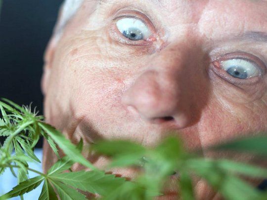 En Estados Unidos detectaron un crecimiento del consumo de cannabis en los adultos mayores.&nbsp;