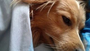 La razón detrás de que los perros elijan dormir pegados a sus dueños. La razón detrás de que los perros elijan dormir pegados a sus dueños.