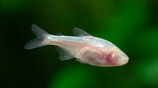 los Astyanax mexicanus perdieron sus ojos con el paso del tiempo por vivir en un hábitat oscuro.