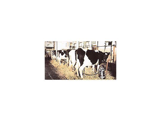 Plazas de Villa María y Bell Ville, entre otras localidades, los productores regalan los terneroscuyos costos de mantenimiento superan a los de venta.