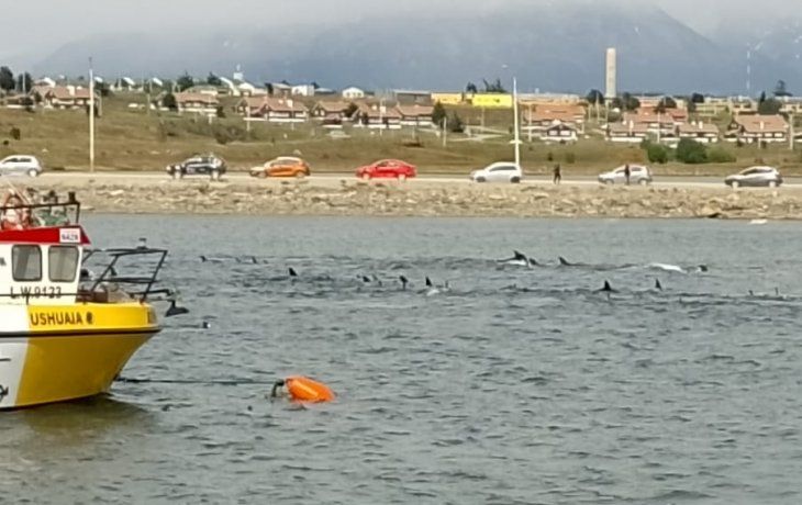 &nbsp;Las Toninas que amanecieron en la costa de la bahía de Ushuaia.
