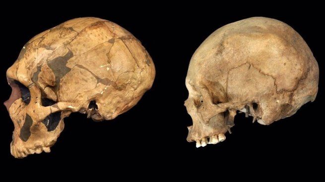 Comparan imágenes cerebrales de neandertales y humanos modernos.
