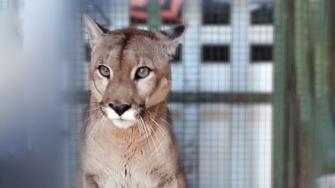 Una mujer encontró un puma en el patio de su casa.