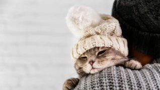 Conocer las señales que indican malestar por bajas temperaturas y las mejores formas de proteger a tu gato durante el invierno es esencial. 
