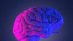 Cerebro.