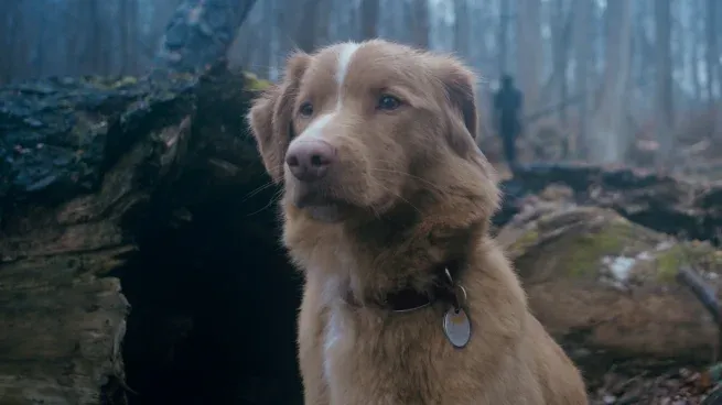 Good Boy está contada desde el punto de vista de Indy, el perro.