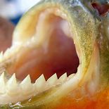 Los ataques de este pez carnívoro se intensificaron en balnearios del río Paraná durante los últimos días, en medio de la ola de calor y la bajante del río. Los ataques de este pez carnívoro se intensificaron en balnearios del río Paraná durante los últimos días, en medio de la ola de calor y la bajante del río.