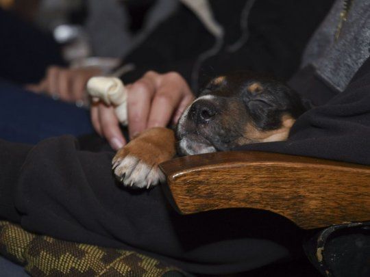 Cine con perros.