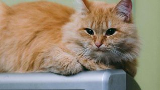 Los felinos suelen buscar los lugares más insólitos durante el invierno, pero eso tiene una explicación. Los felinos suelen buscar los lugares más insólitos durante el invierno, pero eso tiene una explicación.