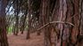 Miramar tourism opens the possibility of enjoying its forest as an alternative to the sea. Miramar tourism opens the possibility of enjoying its forest as an alternative to the sea.