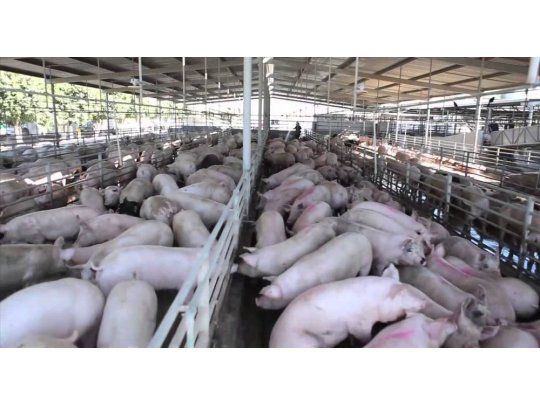 Productores porcinos piden auxilio a las provincias para evitar ingreso de cerdos desde EEUU