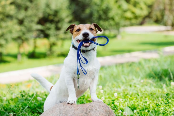 Revisá a tu perro luego de su paseo!