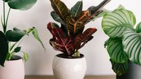 Maranta, coleus y zamioculca raven aparecen entre las especies más elegidas para transformar ambientes.