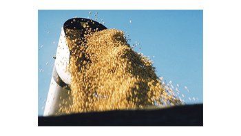 En el NEA resta trillar 1,3 millón de toneladas, según el Panorama Agrícola Semanal de la Bolsa de Cereales de Buenos Aires, que indicó que las lluvias provocaron importantes retrasos en la cosecha.