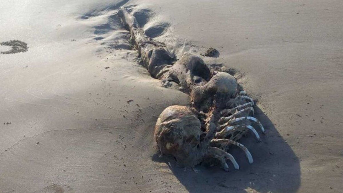 They found strange bone remains on a beach