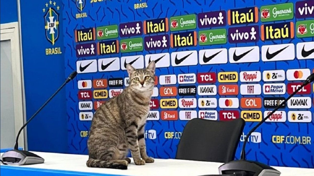 En Brasil se habla de la "maldición del gato" tras la eliminación