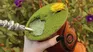 This is the Brazilian infusion that resembles mate. This is the Brazilian infusion that resembles mate.