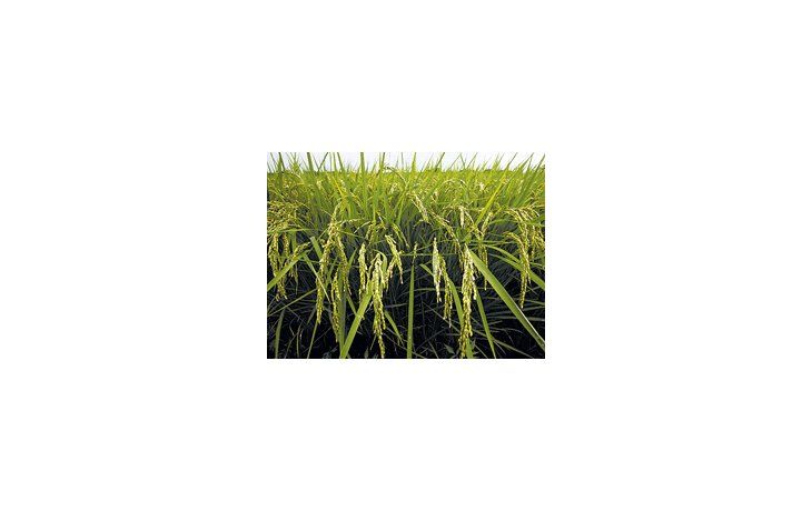 Irak atraviesa su mejor producción de arroz gracias al aumento del suministro de agua y electricidad, tras bajos rindes en años.