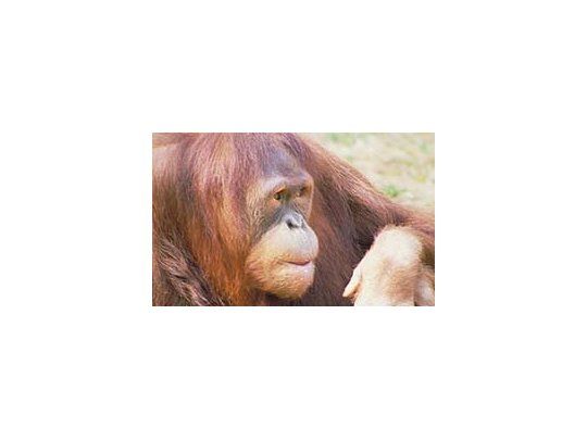 El orangután causó problemas en el zoológico