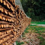 la ue pospuso por un ano la aplicacion de la ley contra la deforestacion en sus importaciones la ue pospuso por un ano la aplicacion de la ley contra la deforestacion en sus importaciones