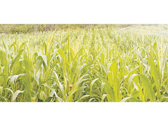 Sigue la puja de presión de cosecha versus demanda