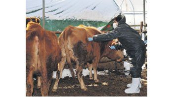 El Gobierno surcoreano reconoció que la epidemia de aftosa se extiende a pesar de la cuarentena y de la aplicación de vacunas a los animales.