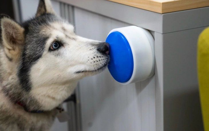 El invento facilita la vida de quienes tienen mascotas de servicio en casa. El invento facilita la vida de quienes tienen mascotas de servicio en casa.