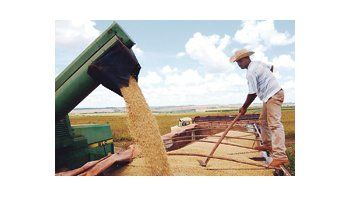 Un contradictorio escenario agrícola podría derivar en una cosecha récord de más de 54 millones de toneladas de soja, pero con saldo negativo para productores de menos de 500 hectáreas.