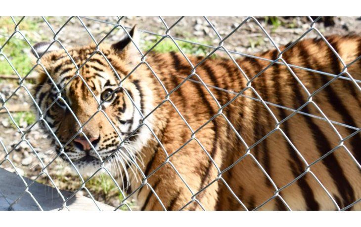 Desbaratan un zoológico privado en Olavarría con más de 90 animales