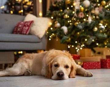 Tanto perros como gatos pueden sufrir las fiestas de fin de año, sobre todo si se quedan solos en la casa. Tanto perros como gatos pueden sufrir las fiestas de fin de año, sobre todo si se quedan solos en la casa.