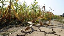 recomiendan al gobierno de santa fe que declare la emergencia agropecuaria por sequia